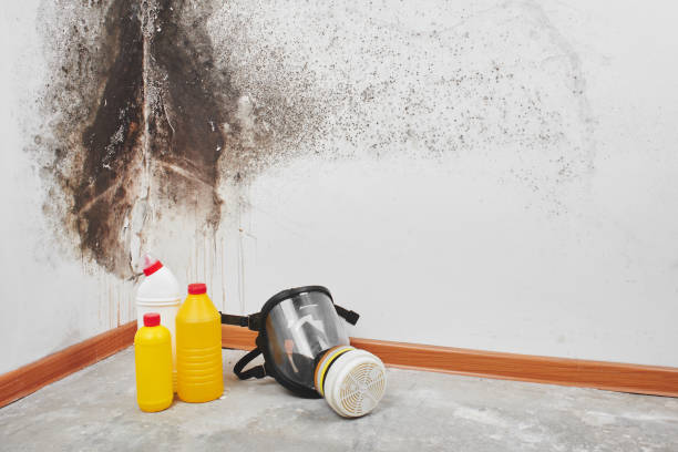 Best Commercial Mold Removal  in Oak Ridge North, TX