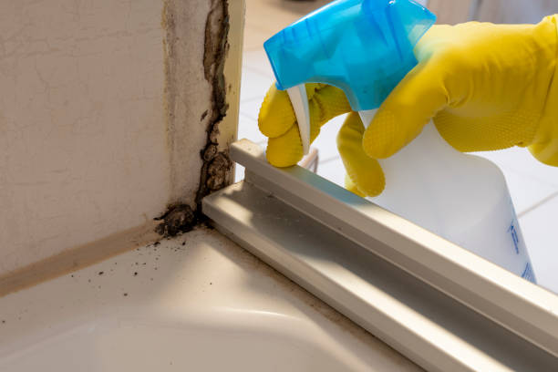 Reliable Oak Ridge North, TX Mold Removal Solutions