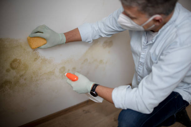 Best Same-Day Mold Removal  in Oak Ridge North, TX