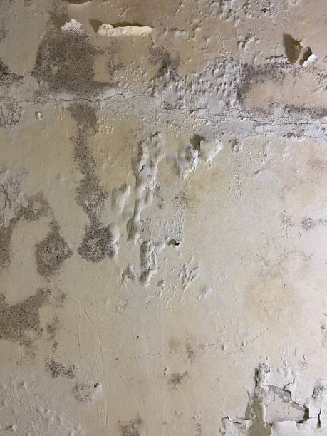 Best Mold Testing  in Oak Ridge North, TX