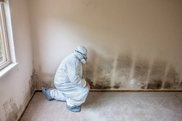 Best Emergency Mold Removal  in Oak Ridge North, TX