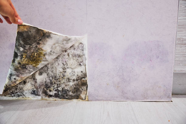 Best Black Mold Removal  in Oak Ridge North, TX
